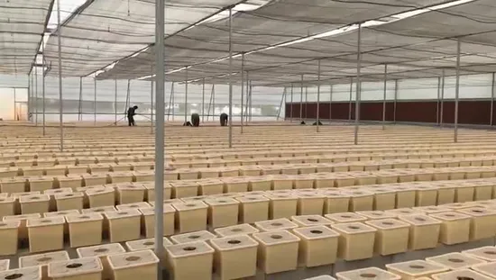 Landwirtschaftlicher niederländischer Eimer mit Kunststoff-Hydrokulturen im Gewächshaus und auf dem Bauernhof